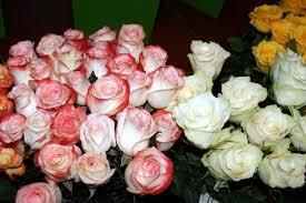 Puku baze krasta iela