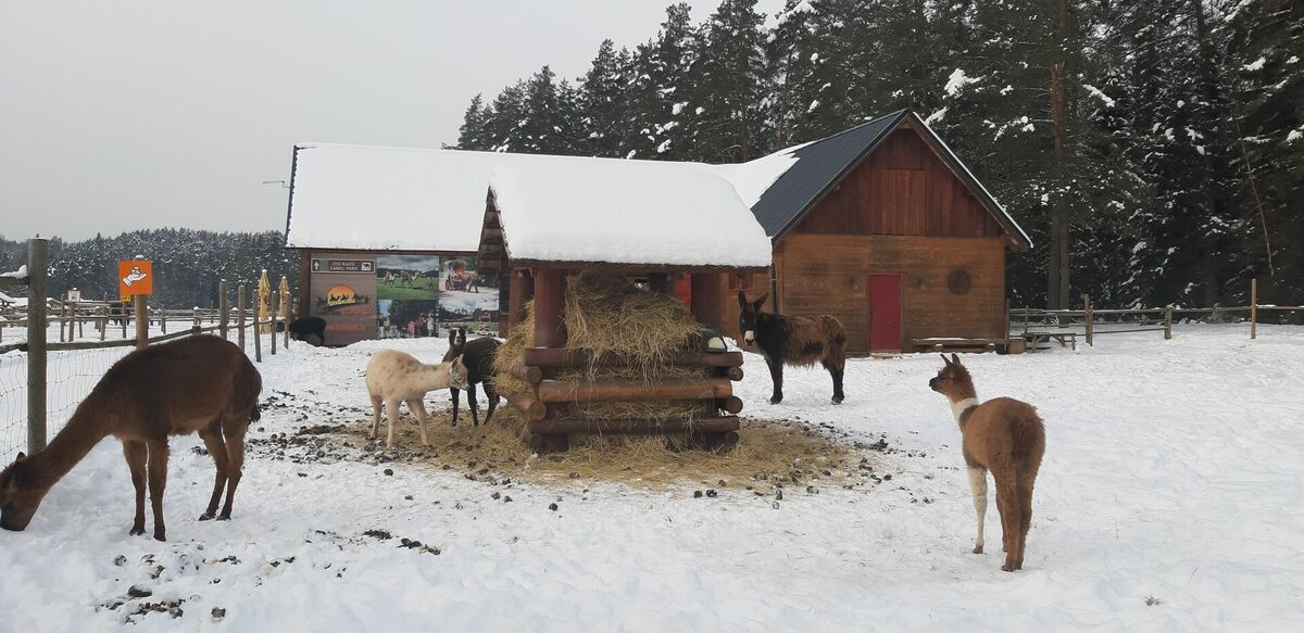 Mini Zoo un vietas, kur apskatīt dzīvnieciņus visā Latvijā