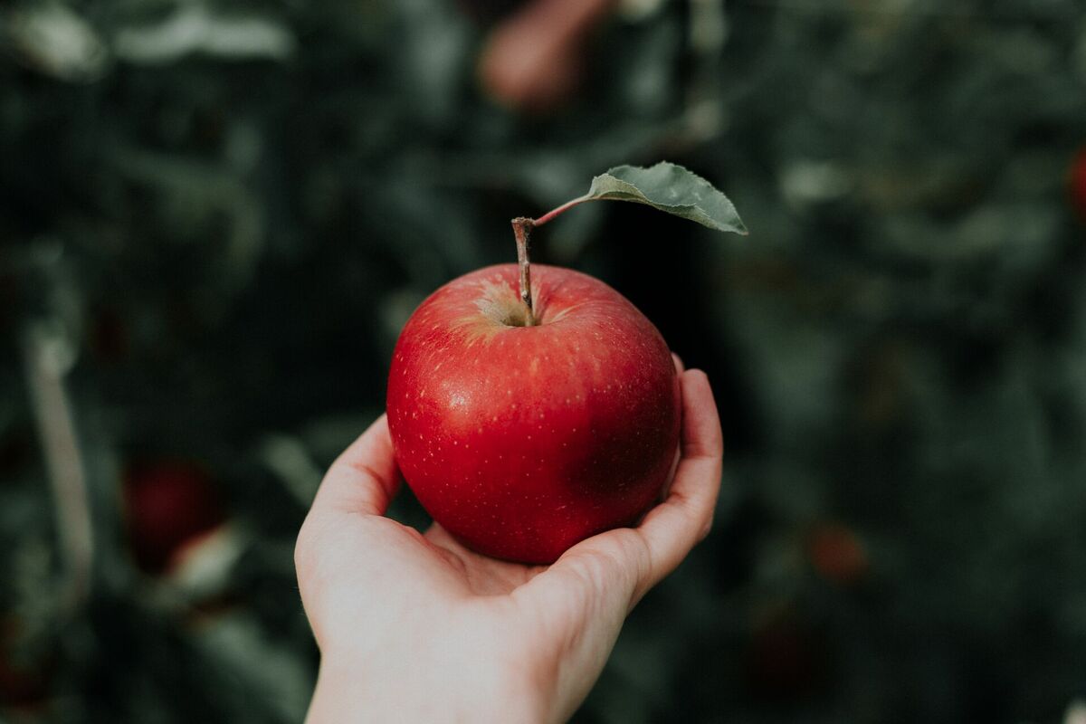 Ja Andreja vakarā, neviena vārda nerunājot, apēd ābolu ar visu kātiņu, tad sapnī parādās brūtgāns jeb brūte. Foto - .Photo by Priscilla Du Preez on Unsplash