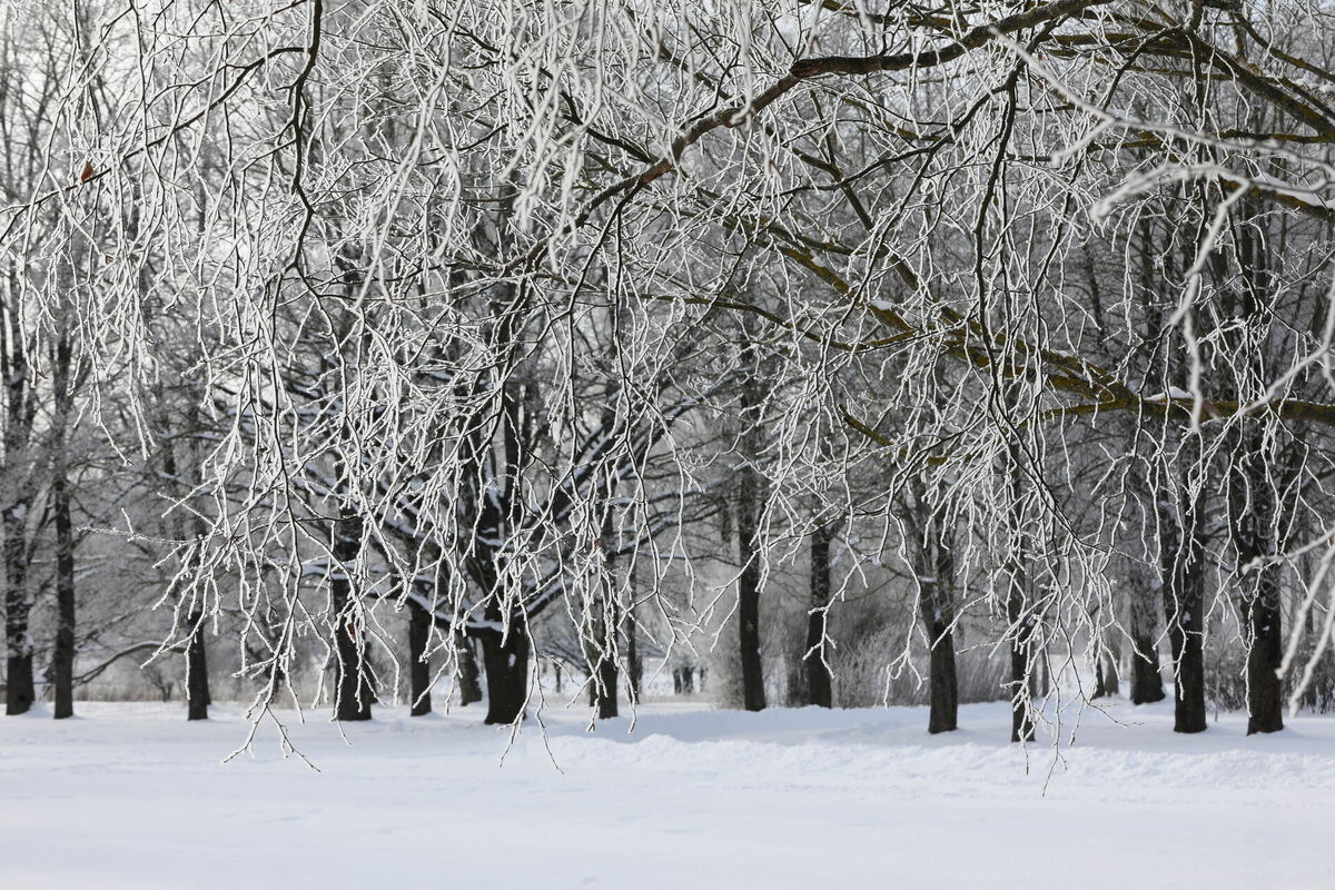 Ziema. Foto: Evija Trifanova/LETA Ziema. Foto: Evija Trifanova/LETA