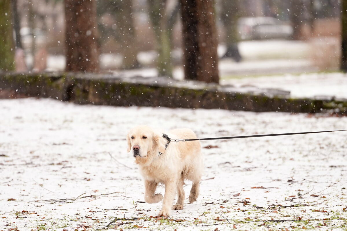 Suns ziemā. Foto: Zane Bitere/LETA Suns ziemā. Foto: Zane Bitere/LETA