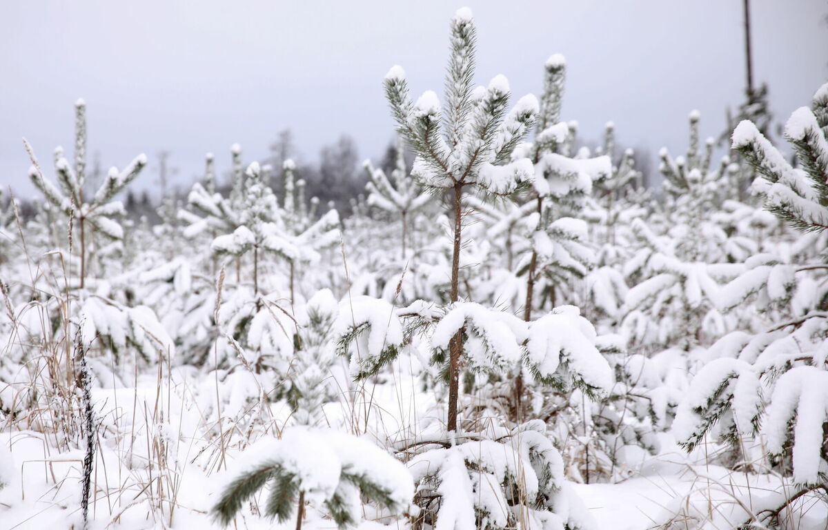 Ziema. Foto: Sintija Zandersone/LETA Ziema. Foto: Sintija Zandersone/LETA