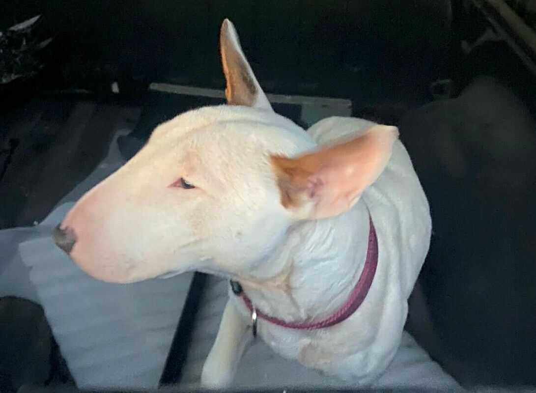 Miniatūrais bulterjers, kuru atrada “AlterNip” darbinieki. Foto: AlterNip/Facebook Miniatūrais bulterjers, kuru atrada “AlterNip” darbinieki. Foto: AlterNip/Facebook