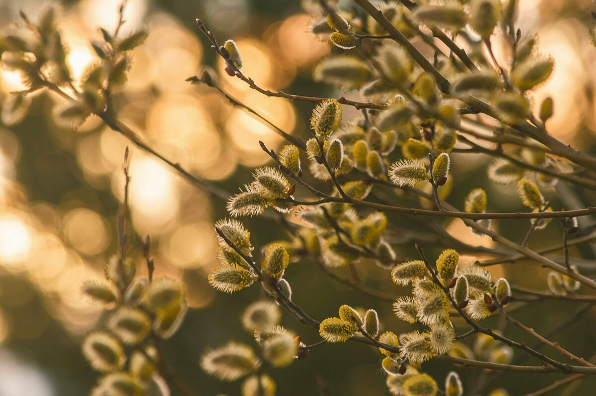 Pavasaris. Foto: Unsplash Pavasaris. Foto: Unsplash