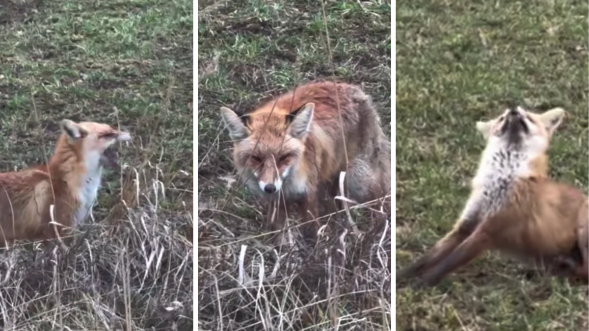 Foto: Ekrānuzņēmums no videoklipa/TikTok Foto: Ekrānuzņēmums no videoklipa/TikTok