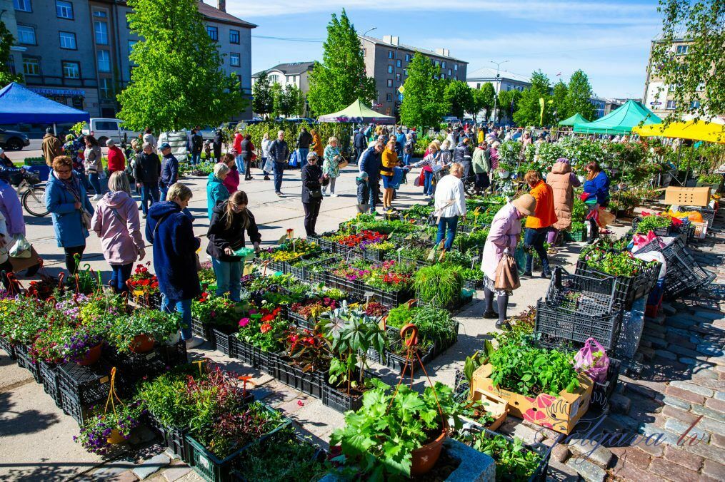Stādu dienas Jelgavā. Foto: www.Jelgava.lv Stādu dienas Jelgavā. Foto: www.Jelgava.lv