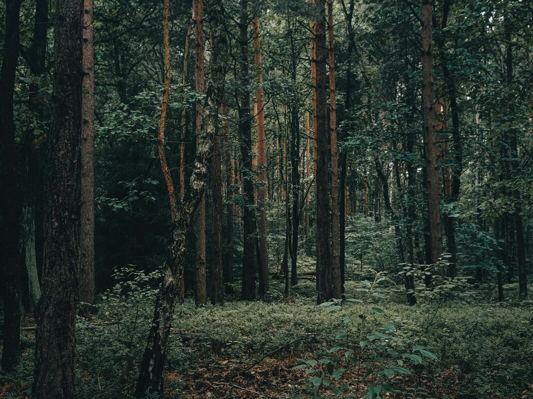 Foto: Unsplash Foto: Unsplash