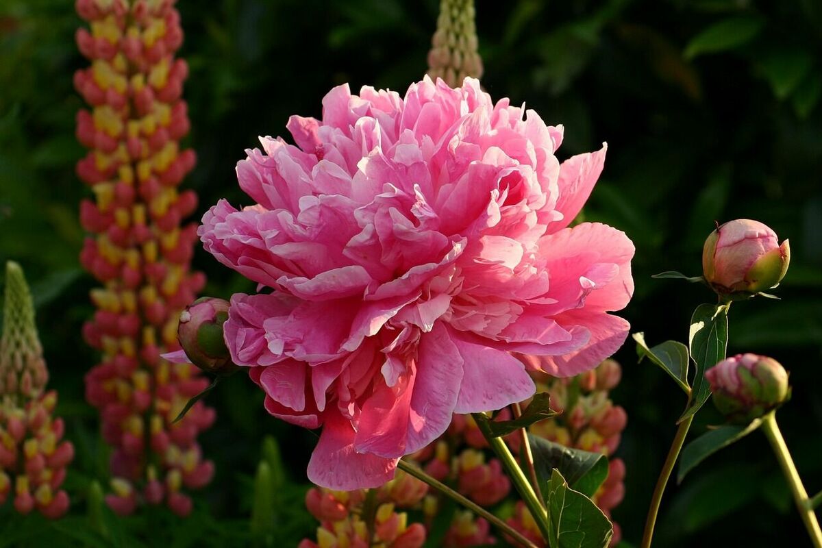 Peonija. Foto: Pixabay Peonija. Foto: Pixabay