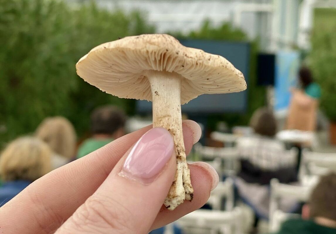 Iespējams, gļotaiņu (Limacella) ģints sēne. Foto: Latvijas Mikologu biedrība Iespējams, gļotaiņu (Limacella) ģints sēne. Foto: Latvijas Mikologu biedrība