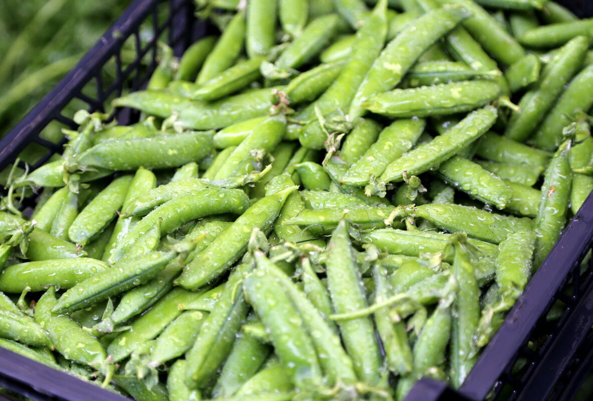 Zāļu tirgus Doma laukumā. Foto: LETA Zāļu tirgus Doma laukumā. Foto: LETA