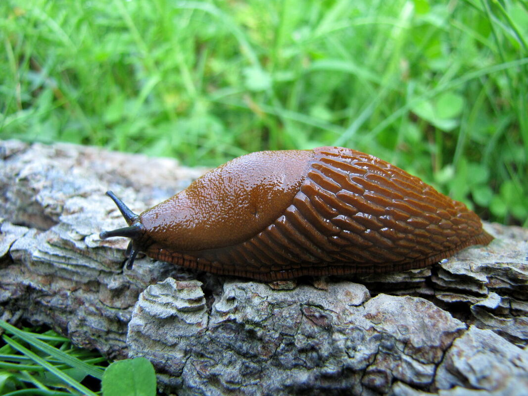 Spānijas kailgliemezis "Arion lusitanicus". Foto: LETA Spānijas kailgliemezis "Arion lusitanicus". Foto: LETA