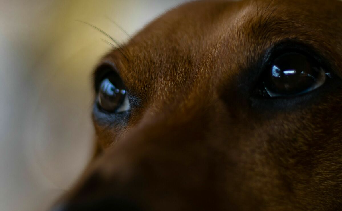 Foto: "Unsplash" Foto: "Unsplash"
