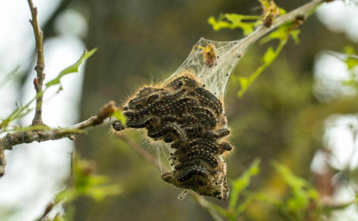 Zeltvēdera mūķene. Foto: Agnis Šmits/Valsts augu aizsardzības dienests Zeltvēdera mūķene. Foto: Agnis Šmits/Valsts augu aizsardzības dienests