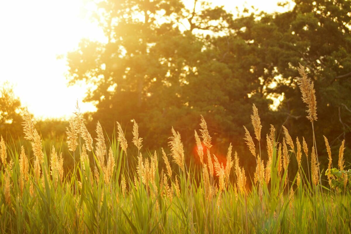 Foto: Unsplash Foto: Unsplash