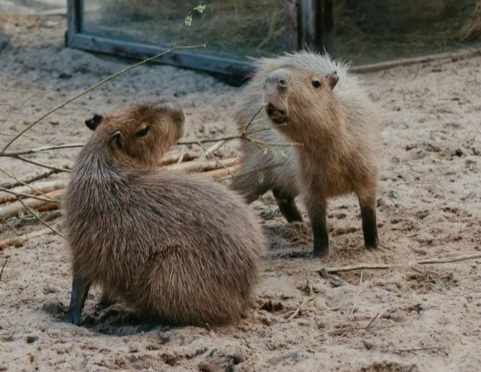 Kapibaras. Foto: Rīgas Zooloģiskais dārzs Kapibaras. Foto: Rīgas Zooloģiskais dārzs