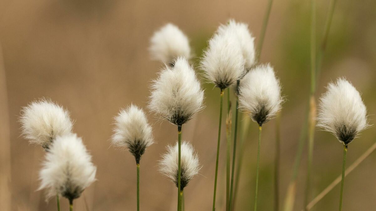 Foto: Pexels Foto: Pexels
