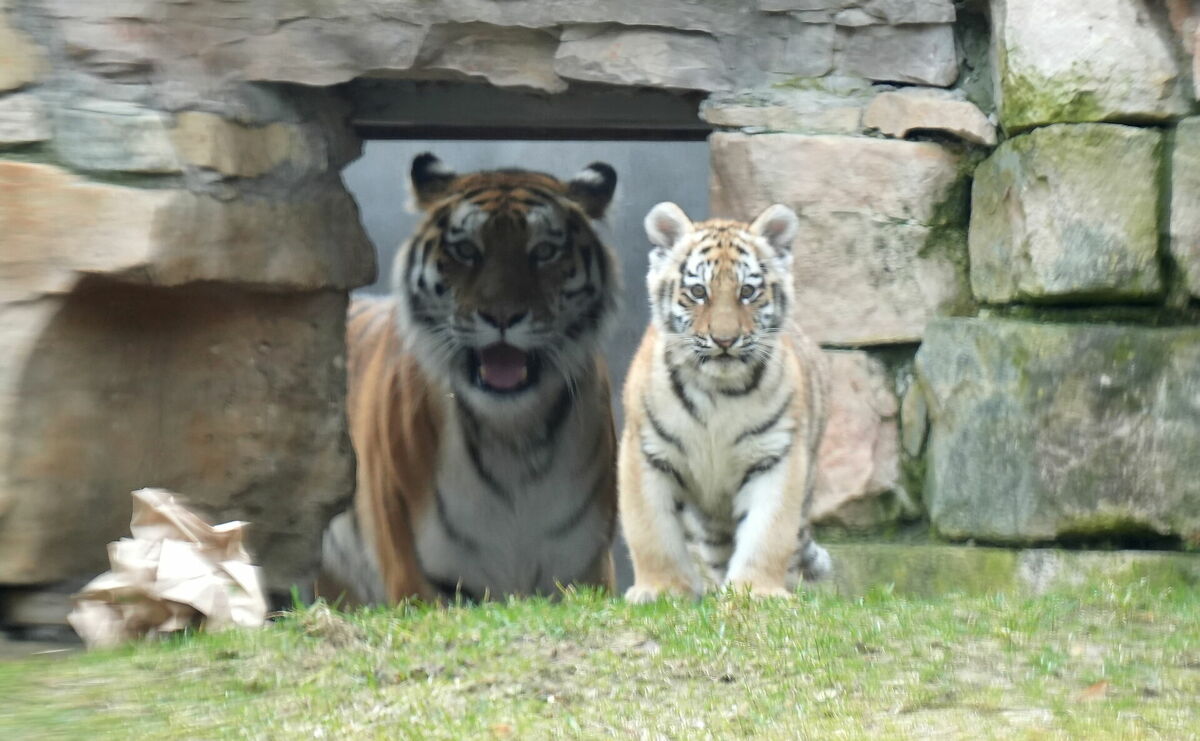 Amūras tīģeru mazulis Rīgas Zooloģiskajā dārzā. Foto: LETA Amūras tīģeru mazulis Rīgas Zooloģiskajā dārzā. Foto: LETA