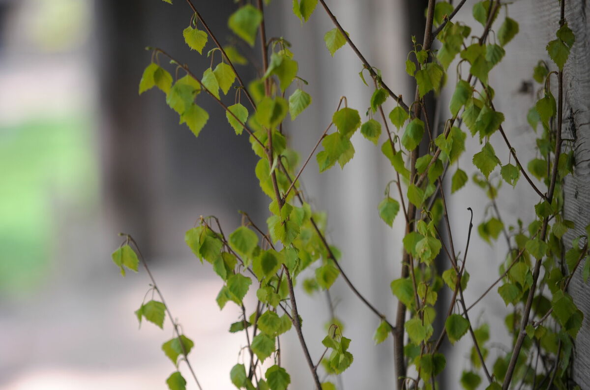 Izplaukuši bērza zari Latvijas Etnogrāfiskajā brīvdabas muzejā. Foto: LETA Izplaukuši bērza zari Latvijas Etnogrāfiskajā brīvdabas muzejā. Foto: LETA