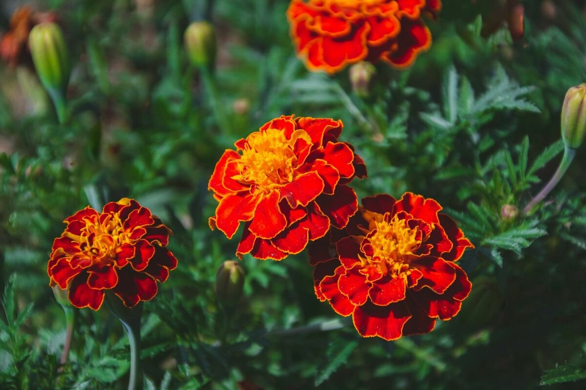 Samtenes. Foto: Unsplash Samtenes. Foto: Unsplash