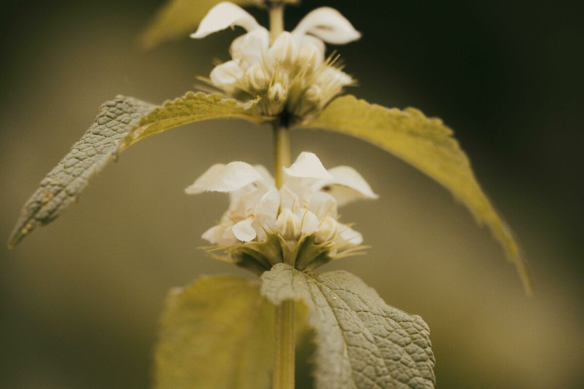 Foto: Pexels Foto: Pexels