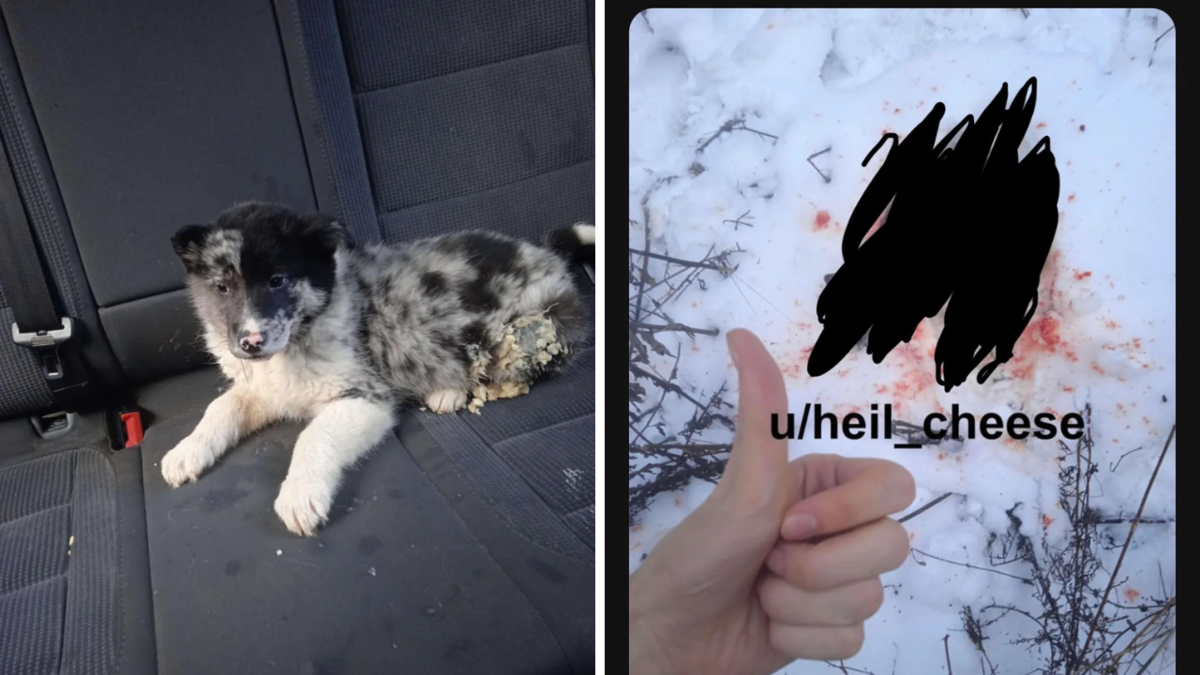 Foto: Reddit Foto: Reddit