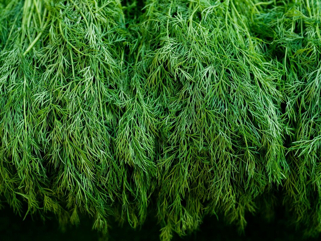Dilles. Foto: Unsplash Dilles. Foto: Unsplash