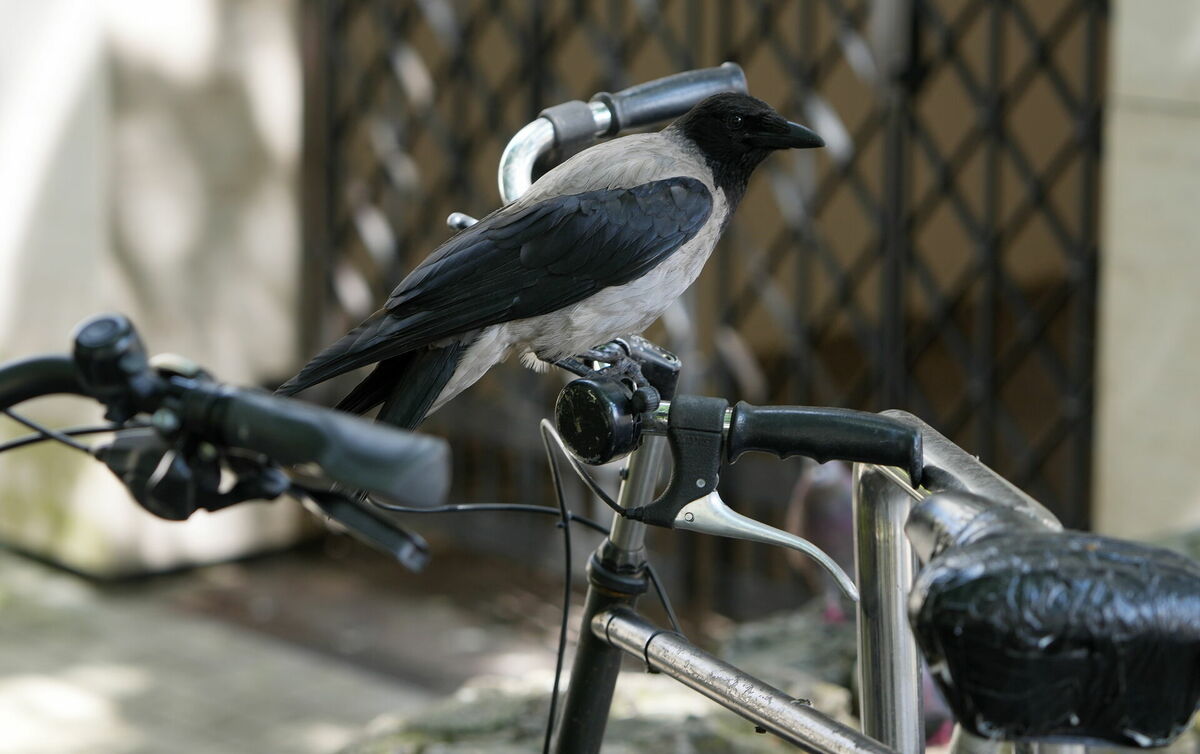 Vārna. Foto: Evija Trifanova/LETA Vārna. Foto: Evija Trifanova/LETA