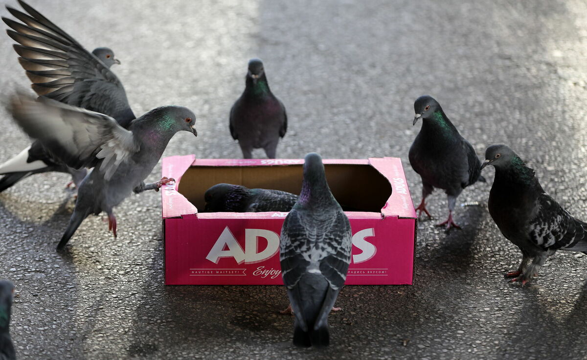 Baloži. Foto: Evija Trifanova/LETA Baloži. Foto: Evija Trifanova/LETA