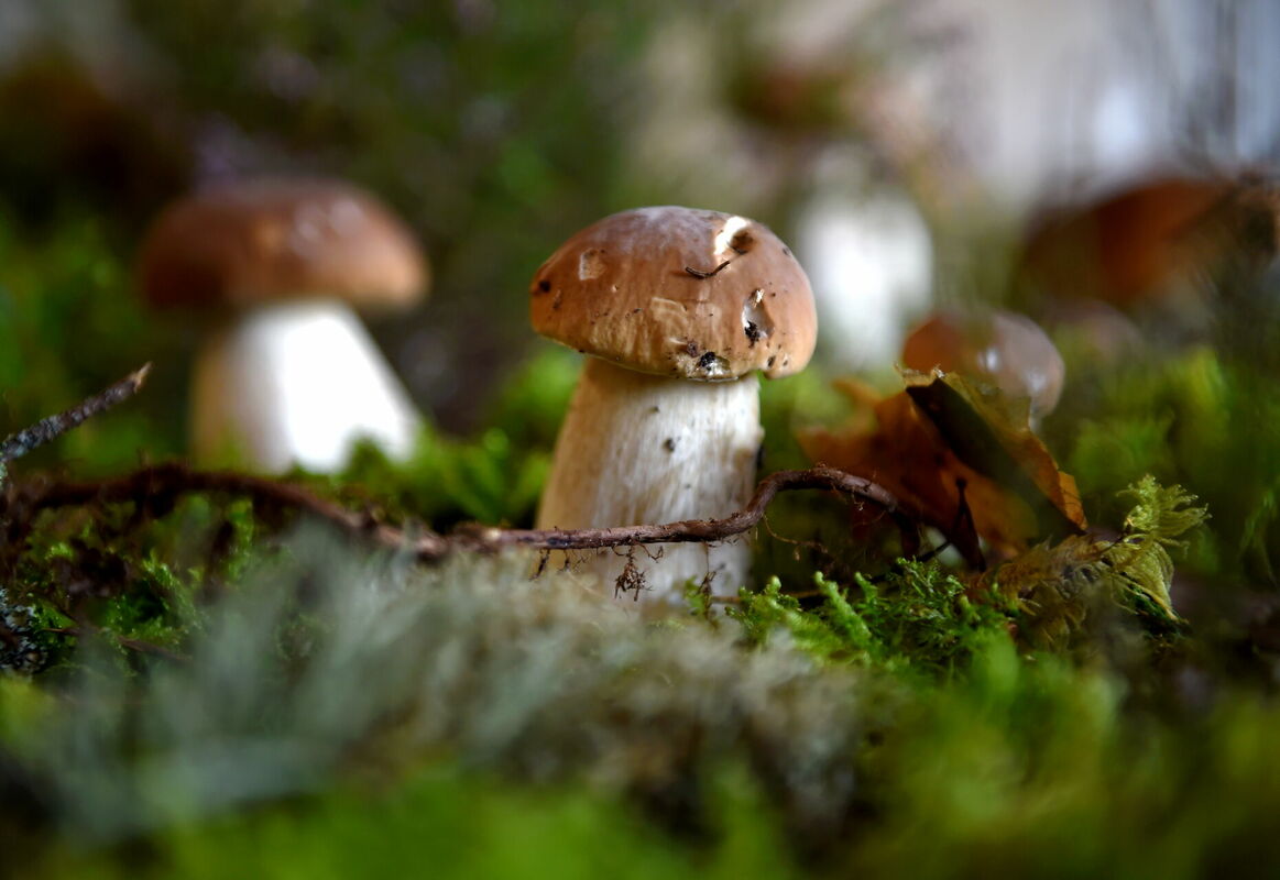 Sēnes. Foto: Zane Bitere/LETA Sēnes. Foto: Zane Bitere/LETA