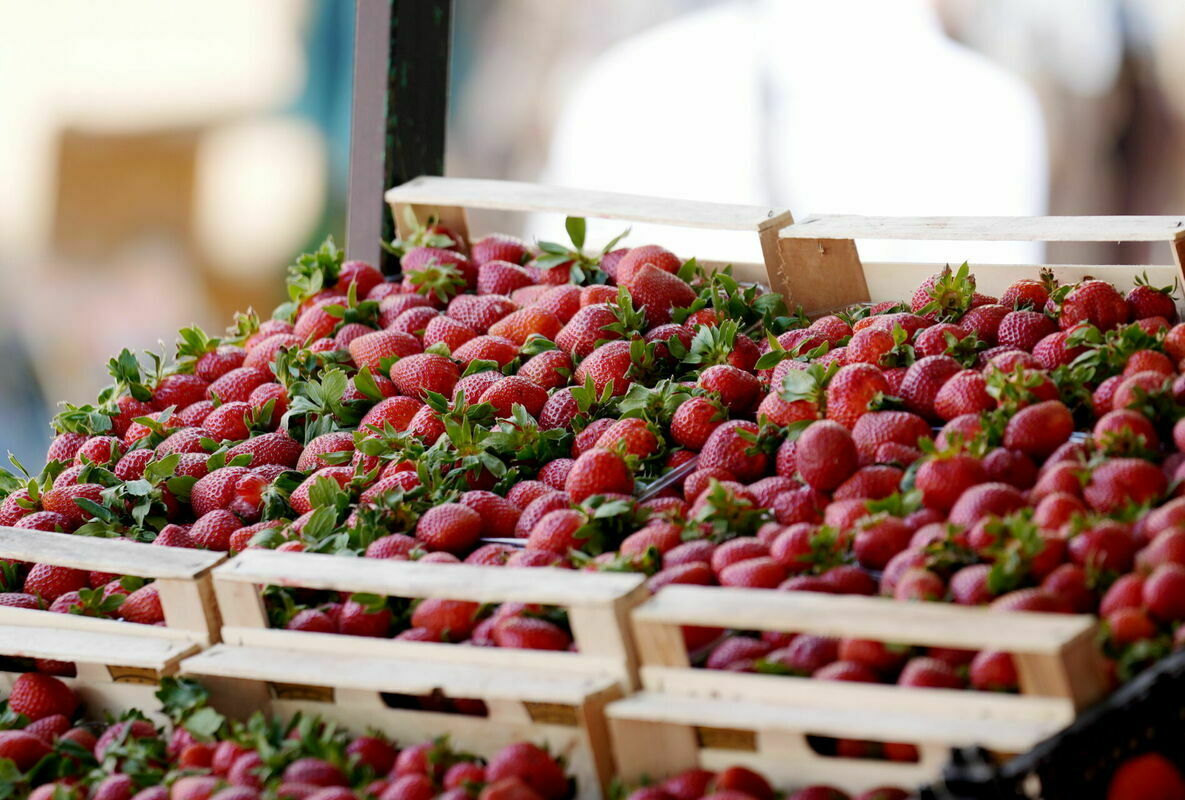 Zemenes. Foto: Zane Bitere/LETA Zemenes. Foto: Zane Bitere/LETA