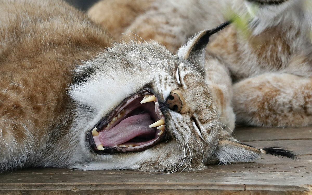 Foto: scanpix/REUTERS/Ilya Naymushin Foto: scanpix/REUTERS/Ilya Naymushin