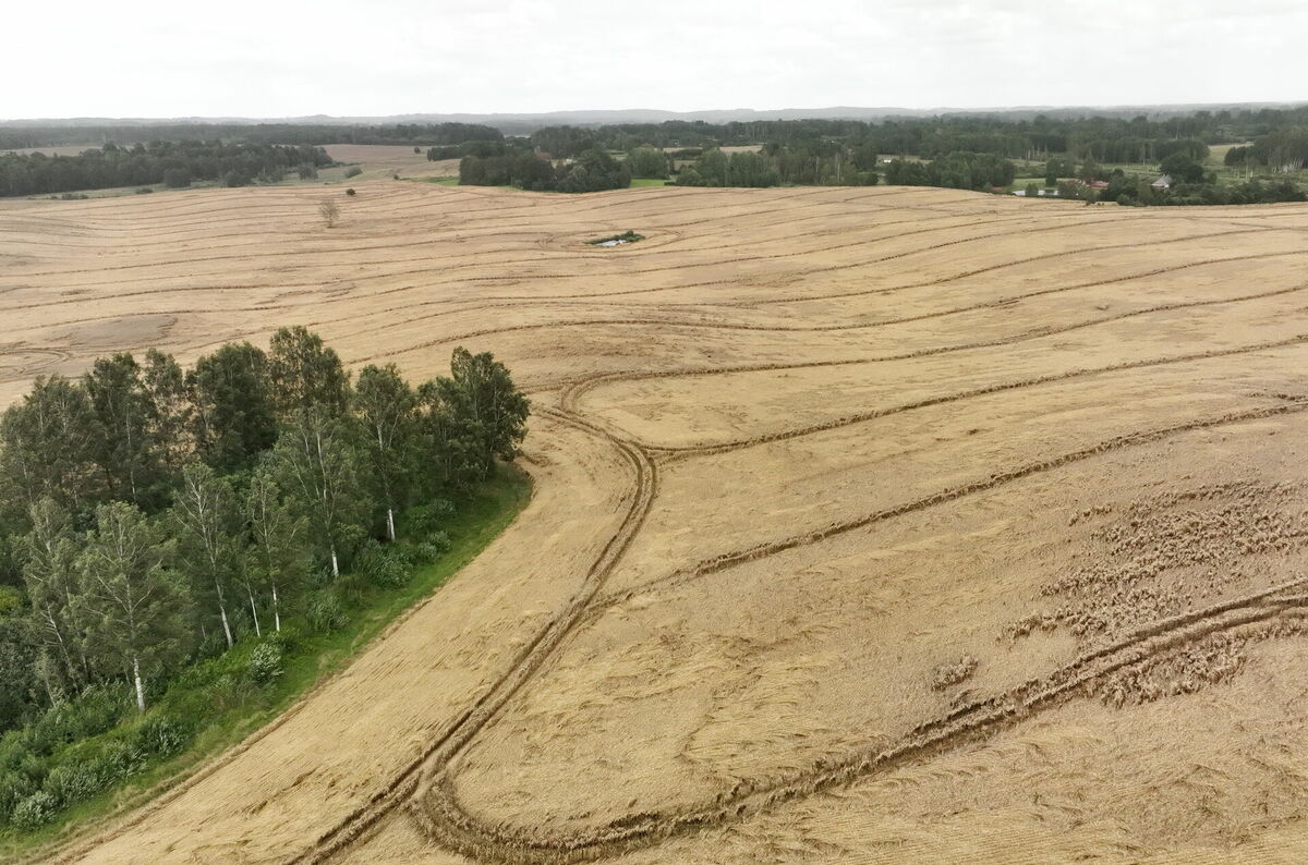 Veldrē sagāzts labības lauks Dobeles novadā. Foto: Evija Trifanova/LETA Veldrē sagāzts labības lauks Dobeles novadā. Foto: Evija Trifanova/LETA