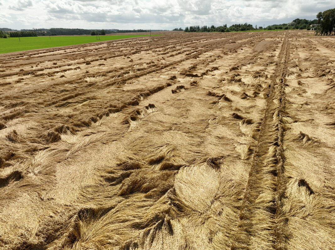 Veldrē sagāzts labības lauks Dobeles novadā. Foto: Evija Trifanova/LETA Veldrē sagāzts labības lauks Dobeles novadā. Foto: Evija Trifanova/LETA