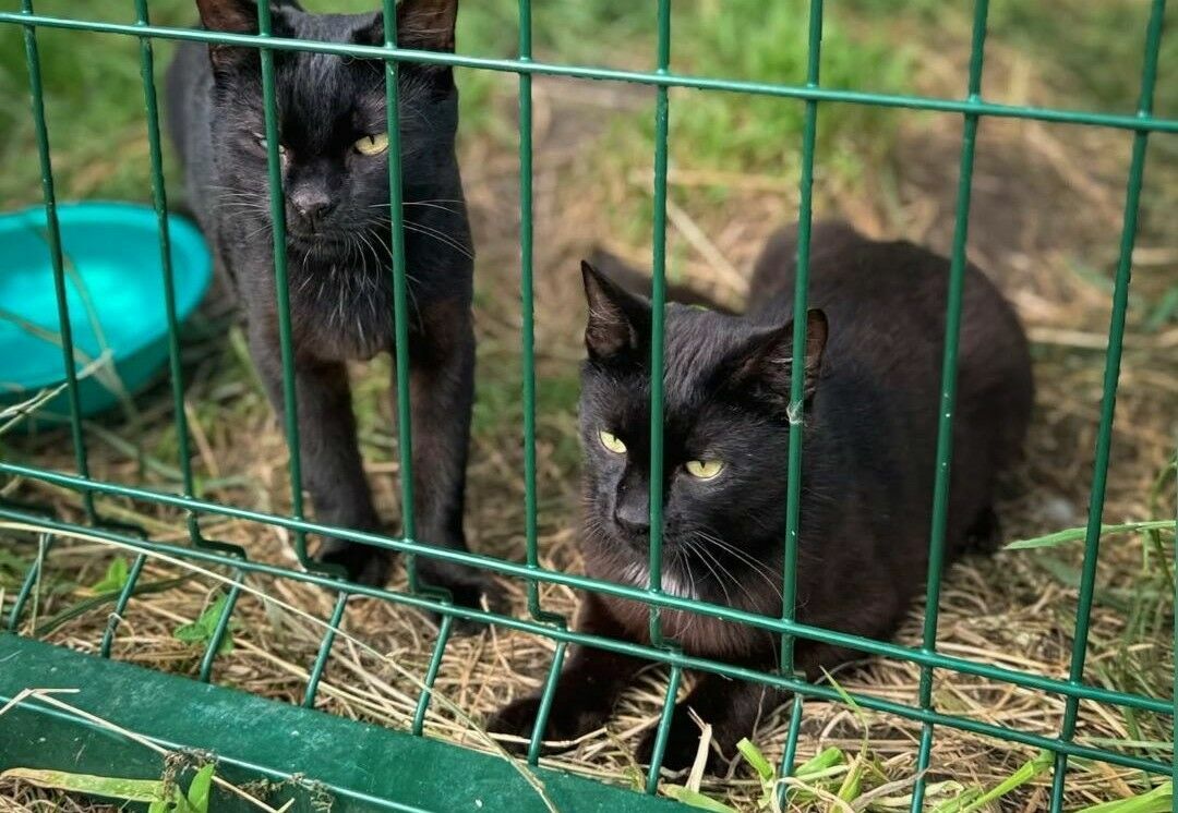 Foto: Ķepu ķepā/Facebook Foto: Ķepu ķepā/Facebook