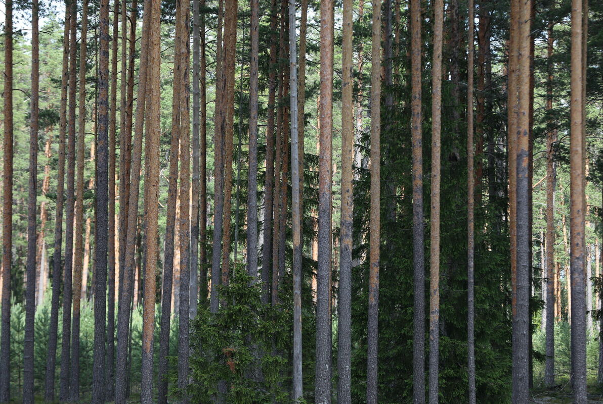 Foto; Evija Trifanova/LETA Foto; Evija Trifanova/LETA