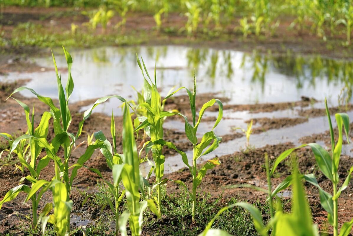 Foto: Ieva Leiniša/LETA Foto: Ieva Leiniša/LETA