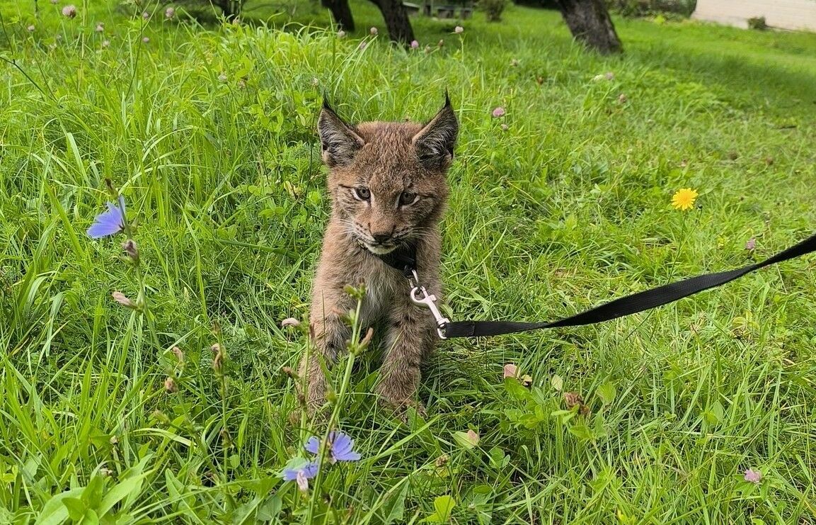 Foto: Karīna Lazdāne, Dabas aizsardzības pārvalde Foto: Karīna Lazdāne, Dabas aizsardzības pārvalde