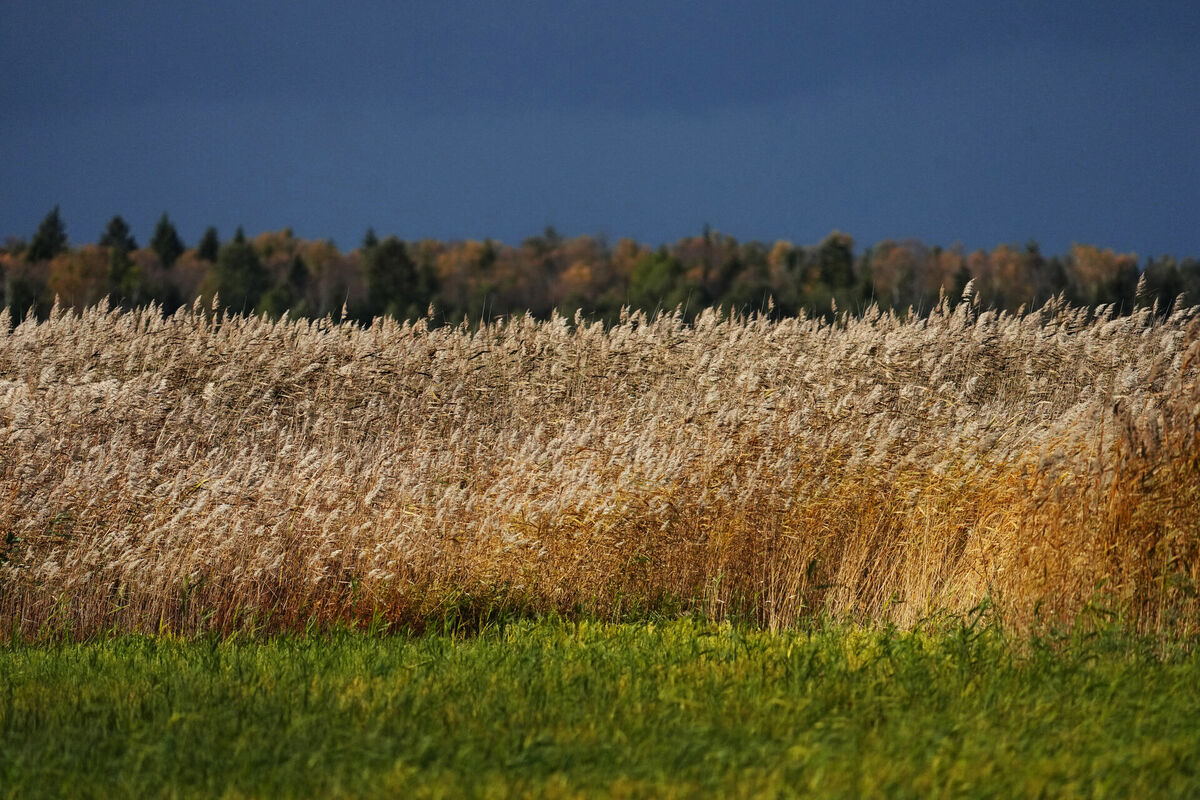 Foto: LETA Foto: LETA