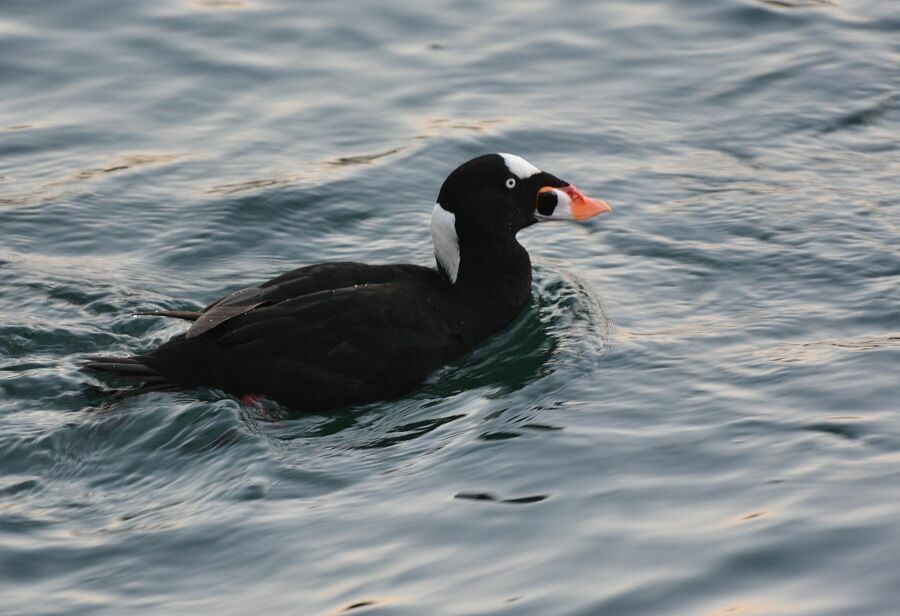 Bangu pīle. Foto: Latvijas Ornitoloģijas biedrība Bangu pīle. Foto: Latvijas Ornitoloģijas biedrība