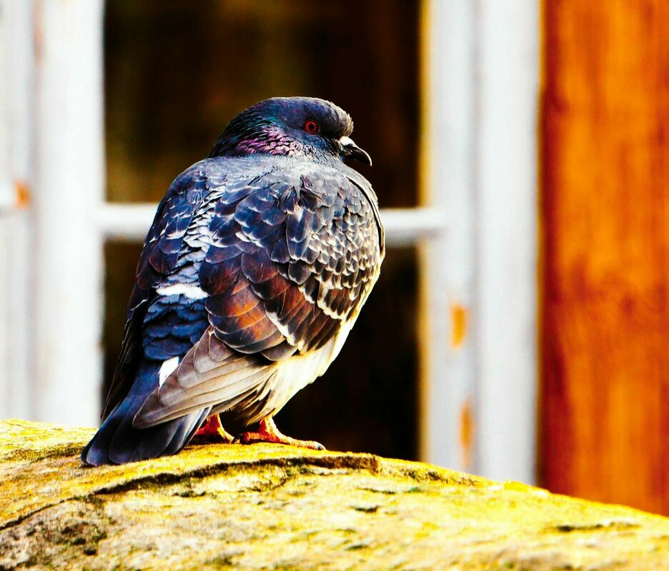 Foto: Pexels Foto: Pexels