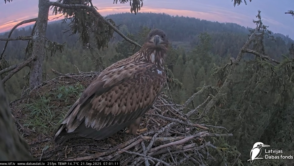 Foto: Ekrānuzņēmums no "Latvijas Dabas fotnda" mājaslapas Foto: Ekrānuzņēmums no "Latvijas Dabas fotnda" mājaslapas