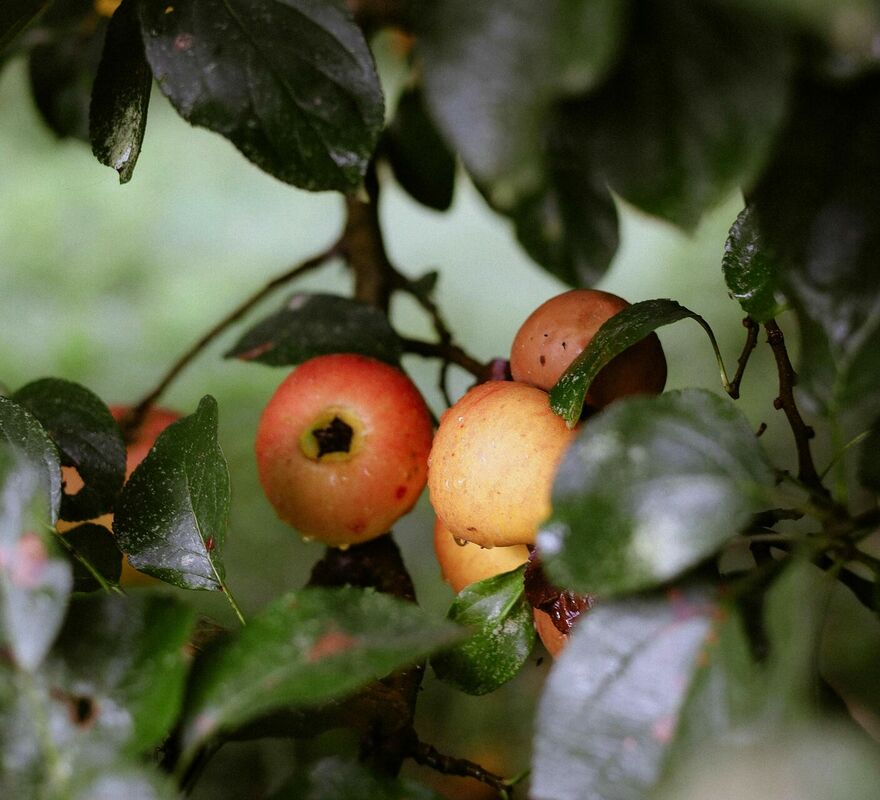 Foto: Pexels Foto: Pexels