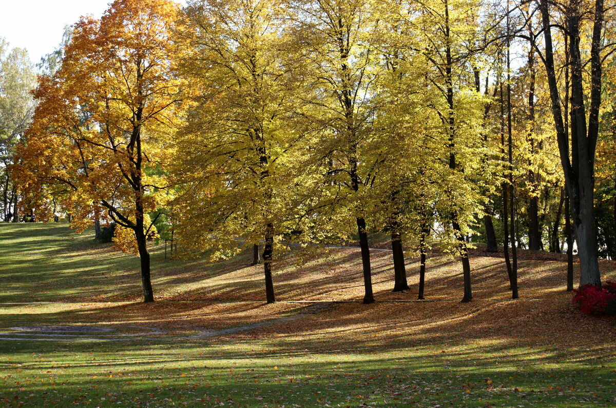 Dzegužkalna parks. Foto: Lauma Vītola/LETA Dzegužkalna parks. Foto: Lauma Vītola/LETA