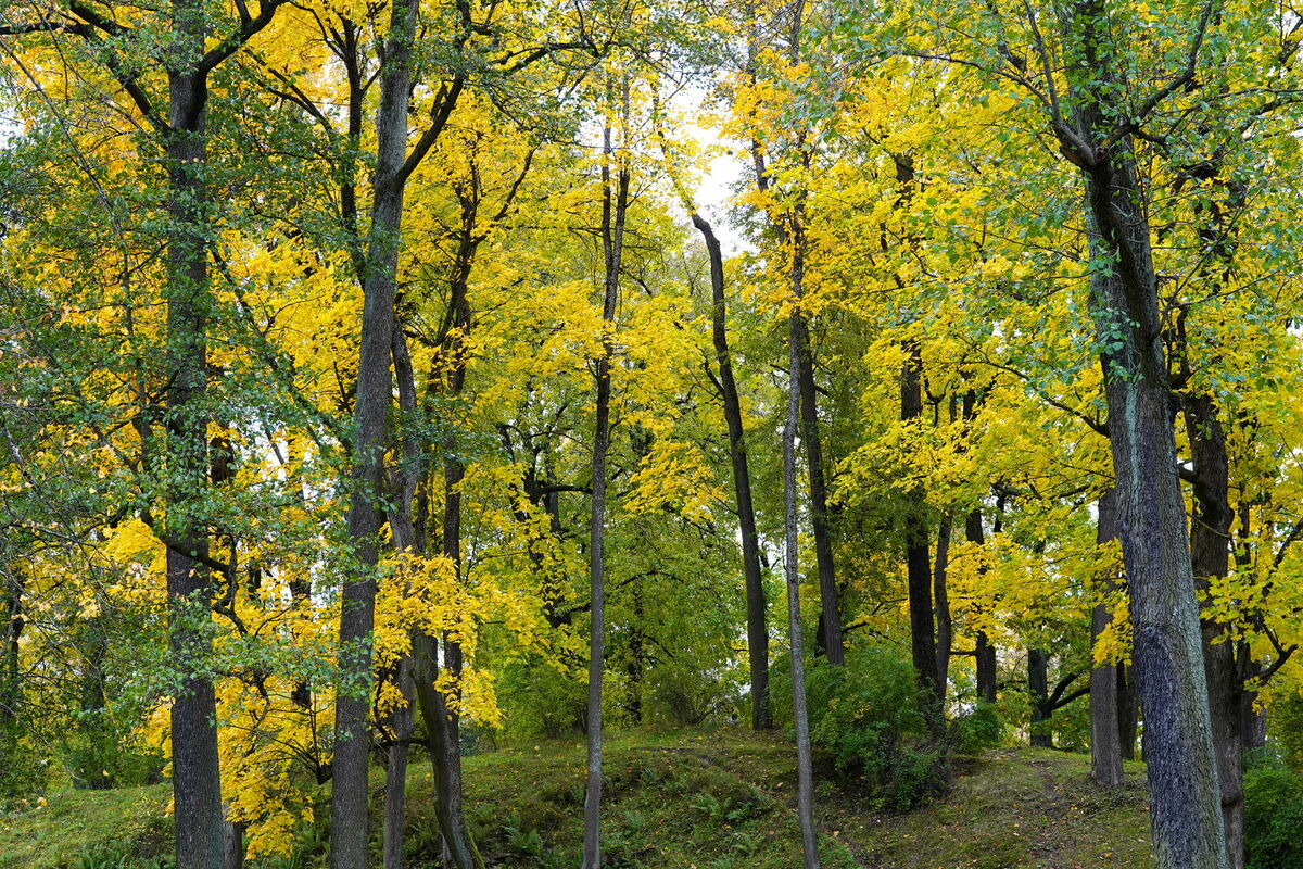 Arkādijas parks. Foto: Evija Trifnova/LETA Arkādijas parks. Foto: Evija Trifnova/LETA