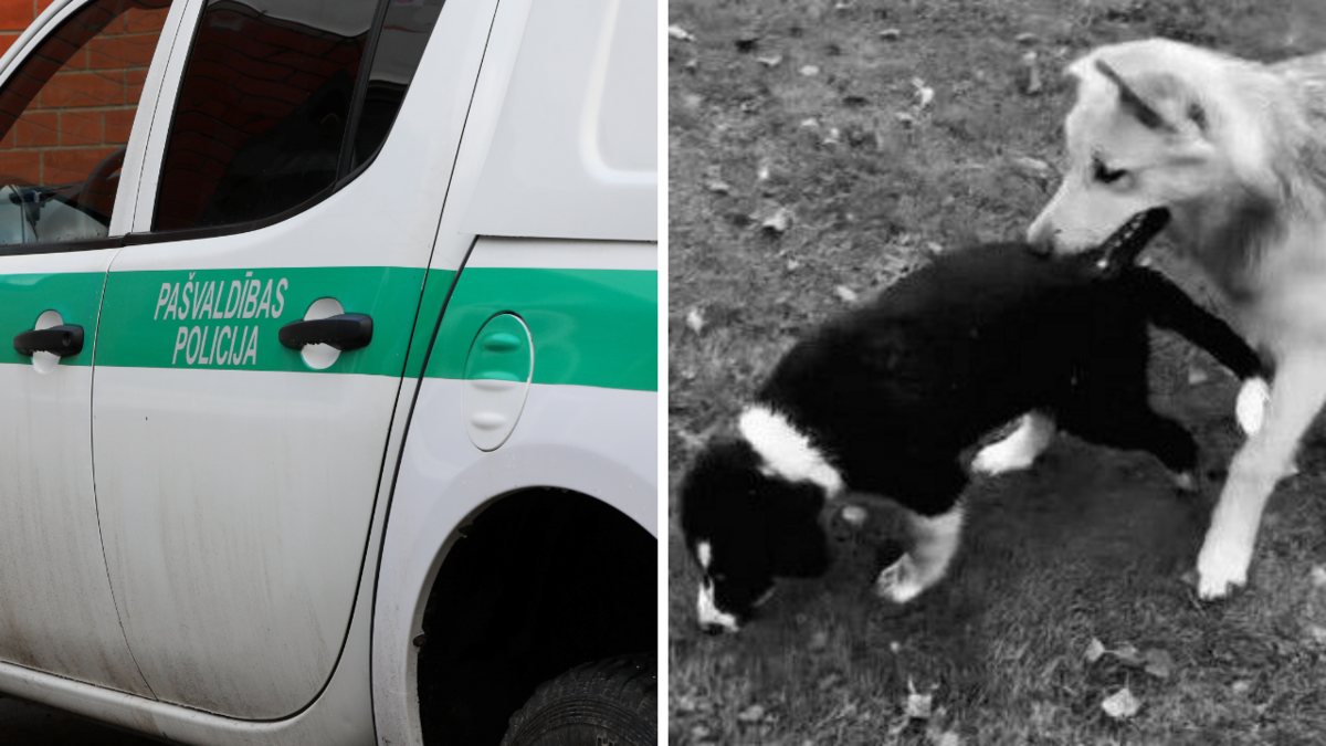 Foto: LETA/@modra.olas/Instagram Foto: LETA/@modra.olas/Instagram