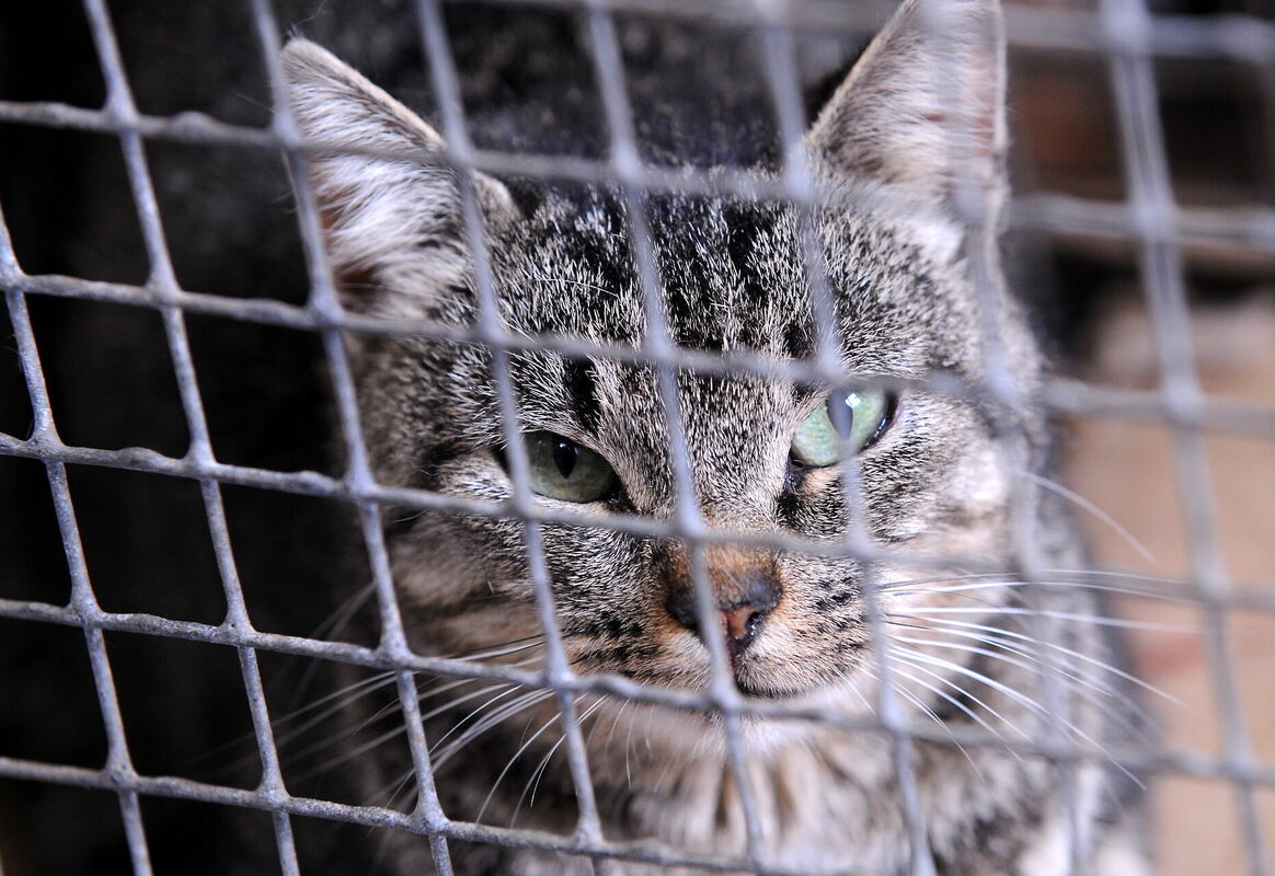 Kaķis. Foto: Evija Trifanova/LETA Kaķis. Foto: Evija Trifanova/LETA