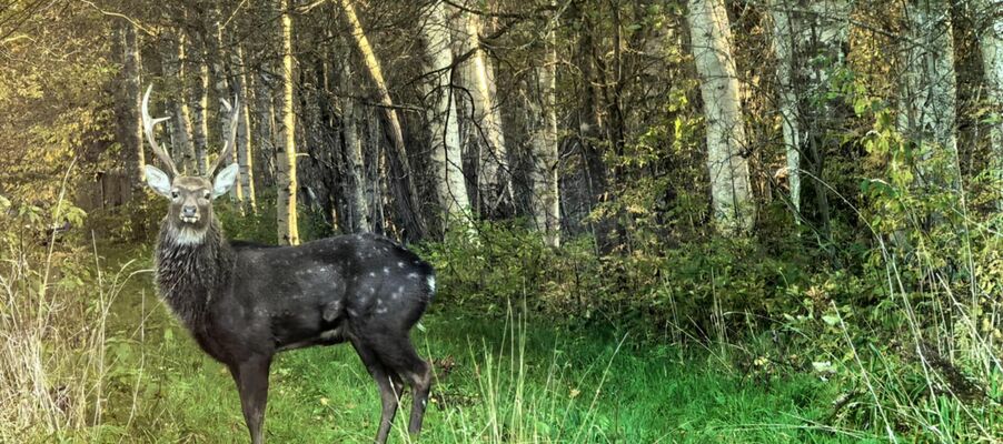 Foto: Toomas Näär/Eesti Jahimeeste Selts Foto: Toomas Näär/Eesti Jahimeeste Selts