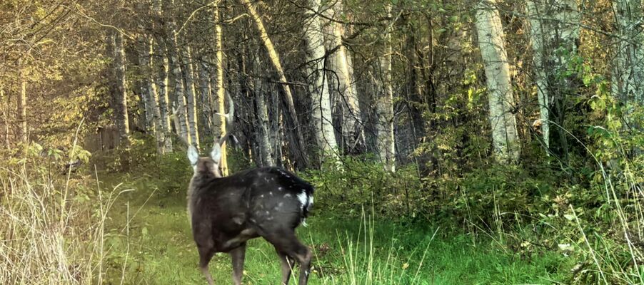 Foto: Toomas Näär/Eesti Jahimeeste Selts Foto: Toomas Näär/Eesti Jahimeeste Selts
