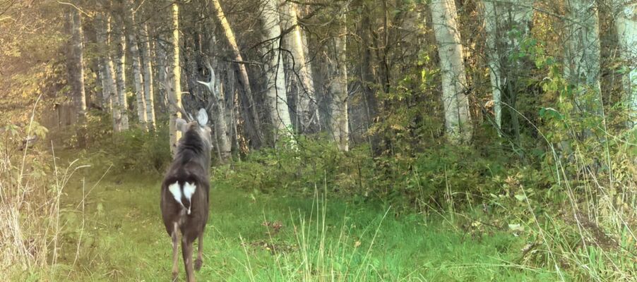 Foto: Toomas Näär/Eesti Jahimeeste Selts Foto: Toomas Näär/Eesti Jahimeeste Selts