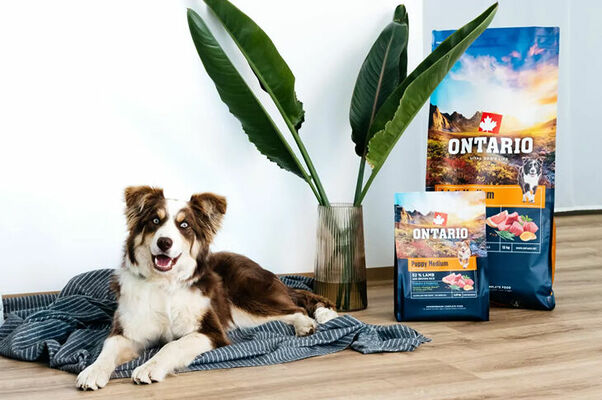 Foto: dinozoo.lv Foto: dinozoo.lv